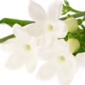 Stephanotis-گل استفانوتیس