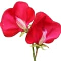 Sweet Pea-گل نخود