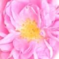 Taif Rose-گل محمدی