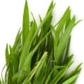 Tarragon-ترخون