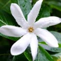 Tiare Flower-یاس تاهیتی
