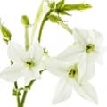 Tobacco Blossom-شکوفه تنباکو