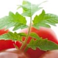 Tomato Leaf-برگ گوجه فرنگی
