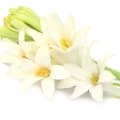 Tuberose-گل مریم