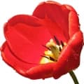 Tulip-گل لاله