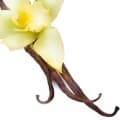 Vanilla-وانیل