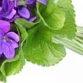 Violet Leaf-برگ بنفشه