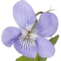 Violet-گل بنفشه