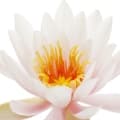 Water Lily-نیلوفر آبی
