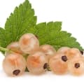 White Currant-انگور فرنگی سفید