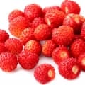 Wild Strawberry-توت فرنگی وحشی