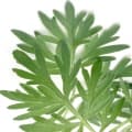 Wormwood-خاراگوش