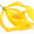 Ylang-Ylang-گل یلانگ