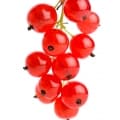 Red currant-انگور فرنگی سرخ