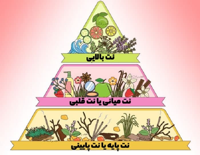 هرم بویایی