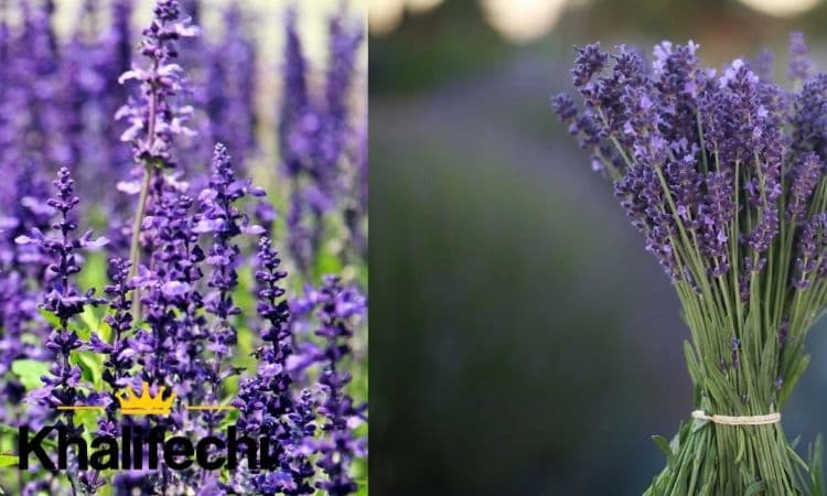 معرفی گروه بویایی آروماتیک Aromatic