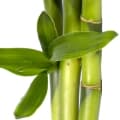 Bamboo-چوب خیزران