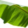Banana Leaf-برگ موز