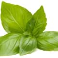 Basil-ریحان