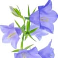Bellflower-گل استکانی