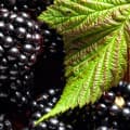 Blackberry Leaf-برگ توت سیاه