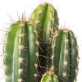 Cactus-کاکتوس