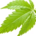 Cannabis-گیاه شاهدانه