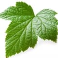 Currant Leaf and Bud-برگ جوانه انگور فرنگی