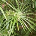 Cypriol Oil or Nagarmotha-گیاه ناگارموتا