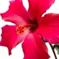 Hibiscus-گل بامیه