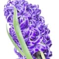 Hyacinth-گل سنبل