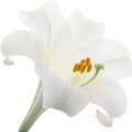 Lily-گل سوسن