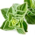 Marjoram-مرزنجوش