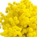 Mimosa-گل ابریشم