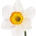 Narcissus-گل نرگس