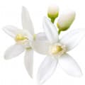 Orange Blossom-شکوفه پرتقال