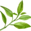 Petitgrain-برگ درخت نارنج