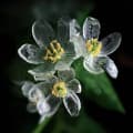 Skeleton Flower (Diphylleia Grayi)-گل اسکلتون