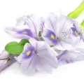 Water Hyacinth-سنبل آبی