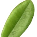 West Indian Bay-برگبوی غرب هند