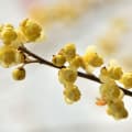 Litsea Cubeba-لیتسه آ کوببا