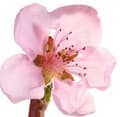 Nectarine Blossom-شکوفه شلیل